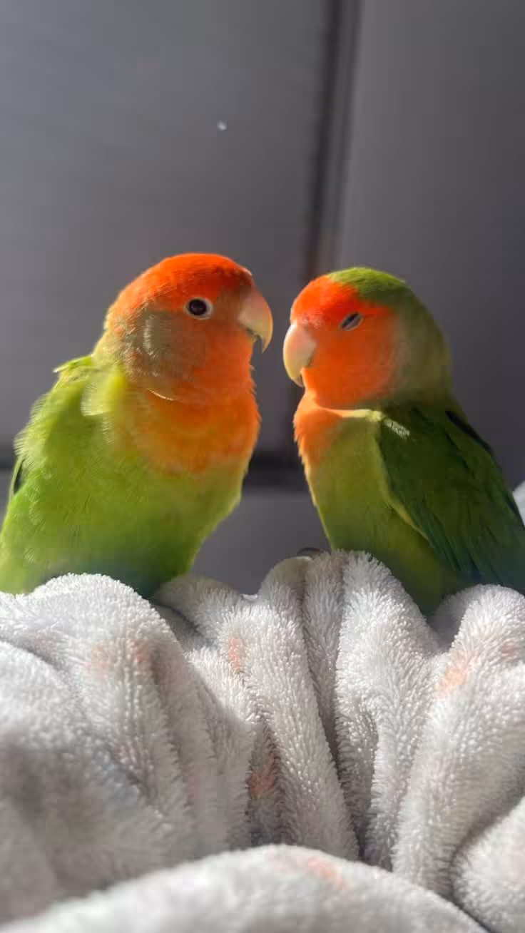 Imagen de un pájaro